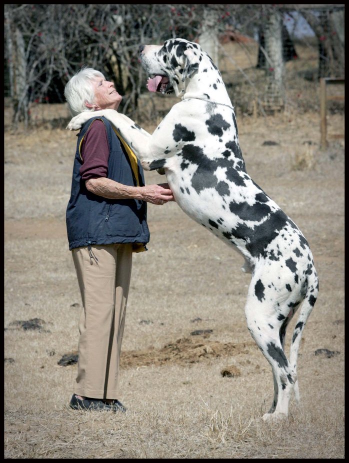 great dane dalmatian puppy